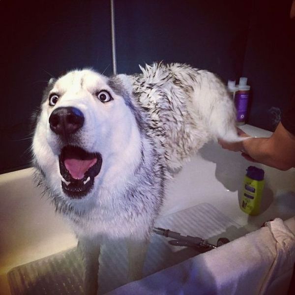 Прикольные картинки