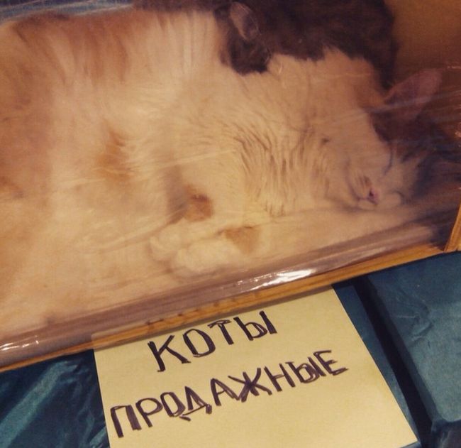 Прикольные картинки