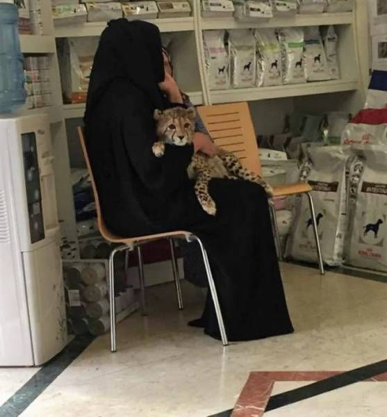 Прикольные картинки