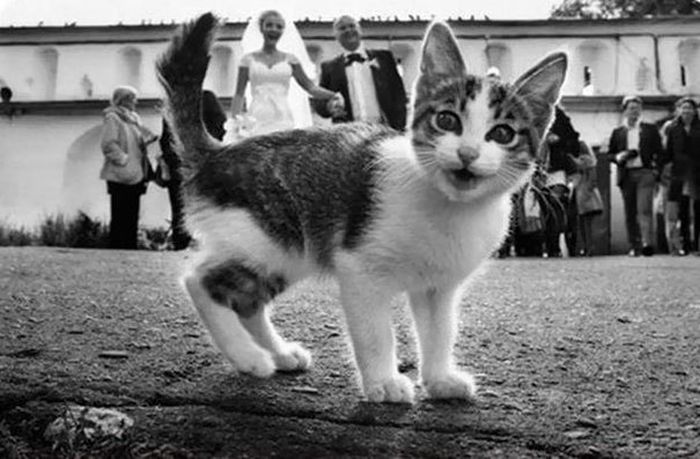 Забавные кошки, испортившие кадр