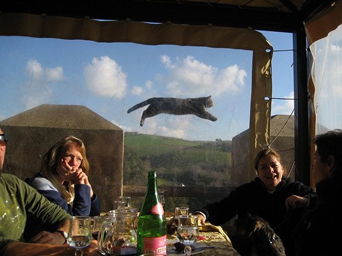 Забавные кошки, испортившие кадр