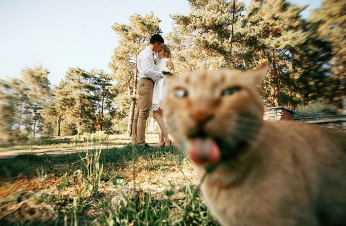 Забавные кошки, испортившие кадр