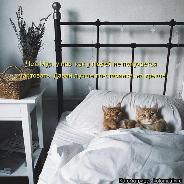 Лучшие котоматрицы недели