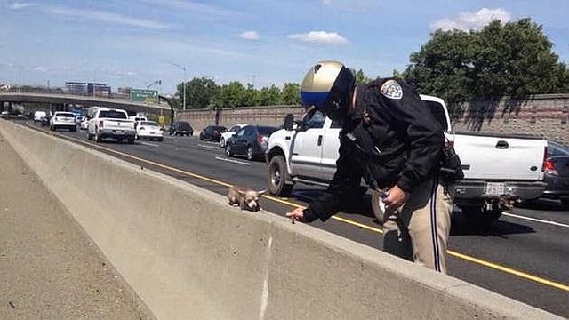 Прикольные картинки (88 фото)