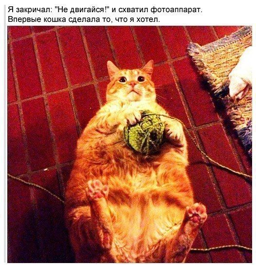 Прикольные картинки (88 фото)