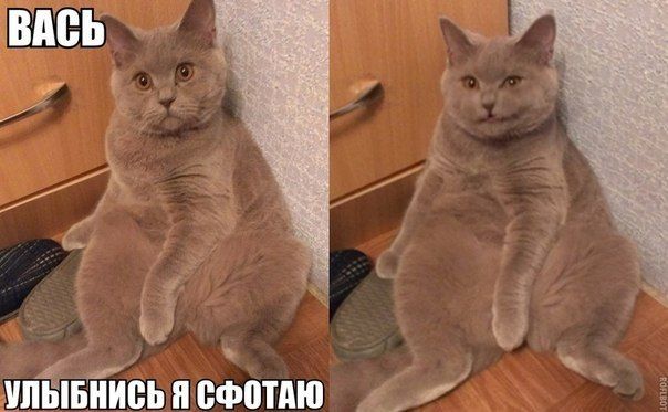 Прикольные картинки (88 фото)