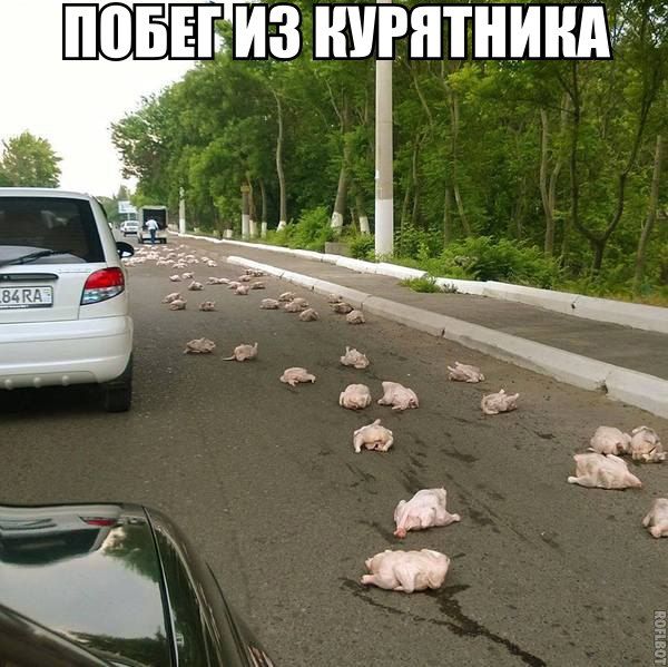 Порция картинок