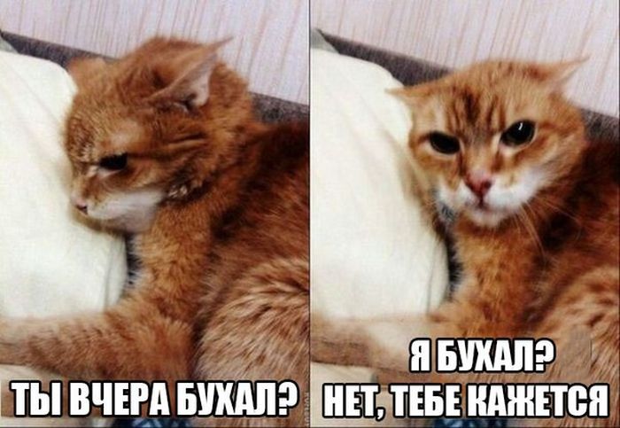 Порция картинок