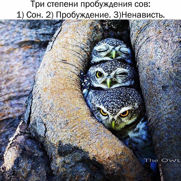 Порция картинок