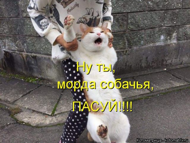 Лучшие котоматрицы недели