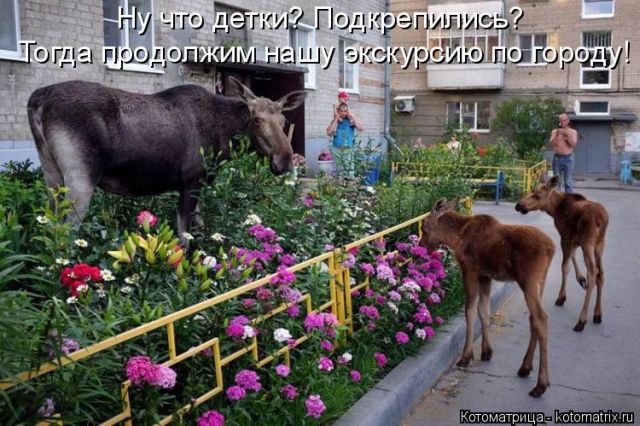 Лучшие котоматрицы недели