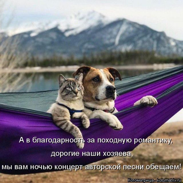 Лучшие котоматрицы недели