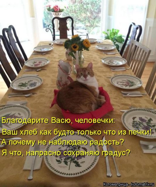 Лучшие котоматрицы недели