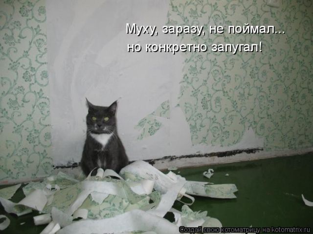 Лучшие котоматрицы недели