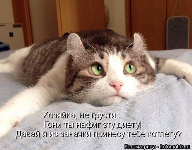 Лучшие котоматрицы недели