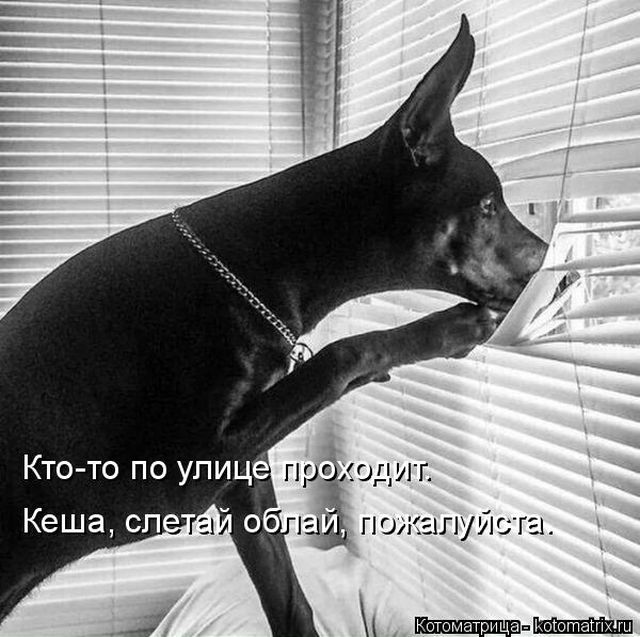Лучшие котоматрицы недели