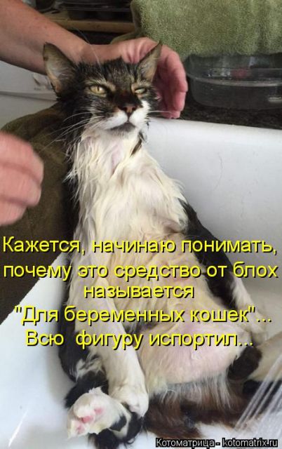 Лучшие котоматрицы недели