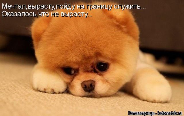 Лучшие котоматрицы недели