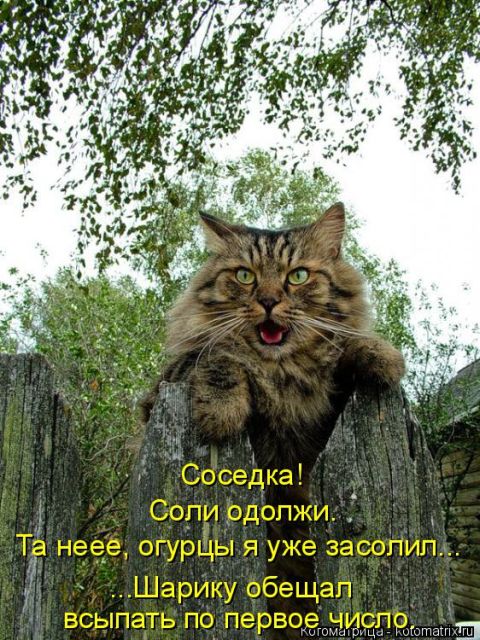 Лучшие котоматрицы недели