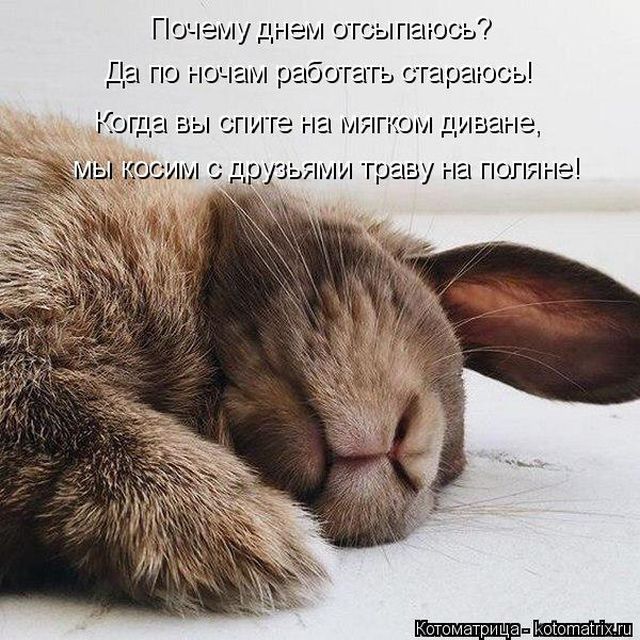 Лучшие котоматрицы недели