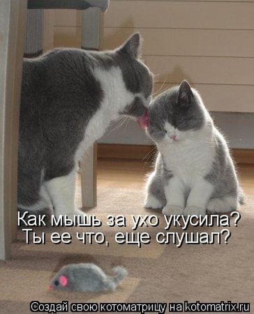 Лучшие котоматрицы недели
