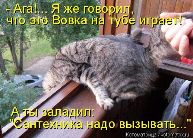 Лучшие котоматрицы недели