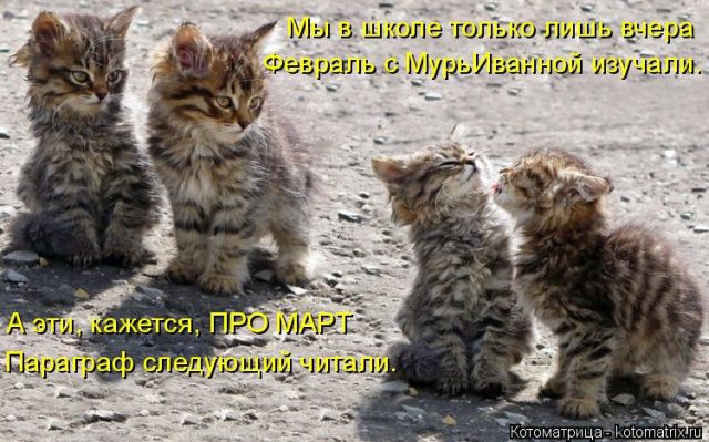 Лучшие котоматрицы недели