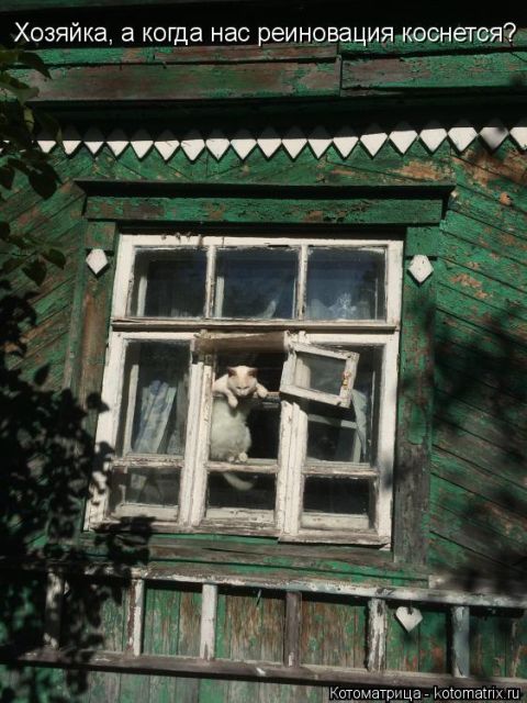 Лучшие котоматрицы недели
