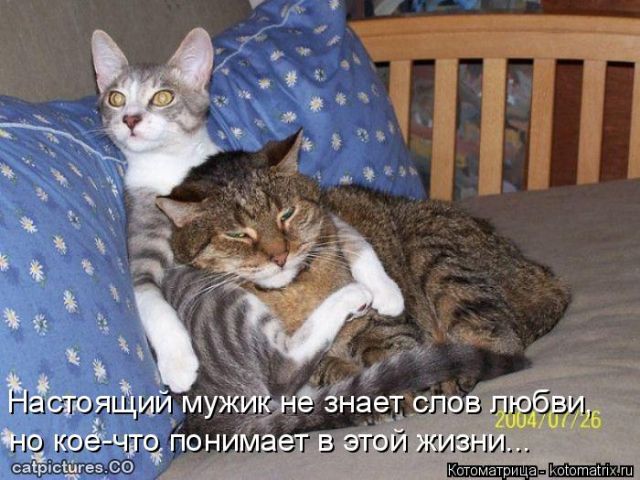 Лучшие котоматрицы недели