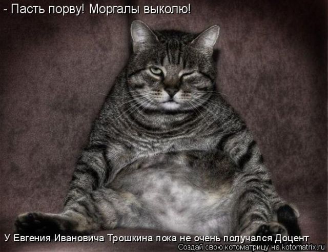 Лучшие котоматрицы недели
