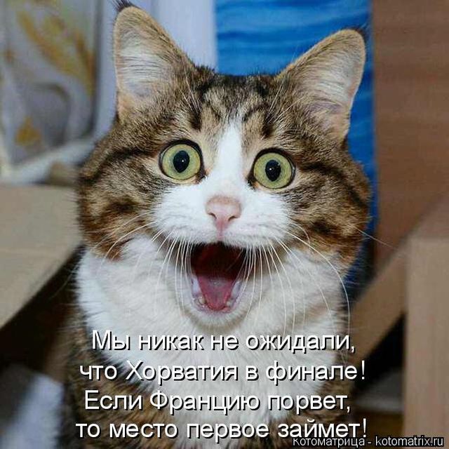 Лучшие котоматрицы недели