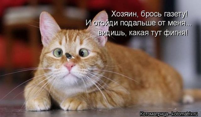 Лучшие котоматрицы недели