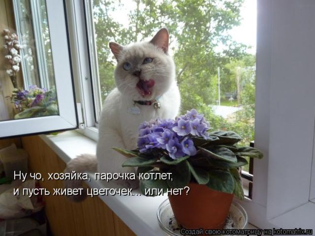 Лучшие котоматрицы недели