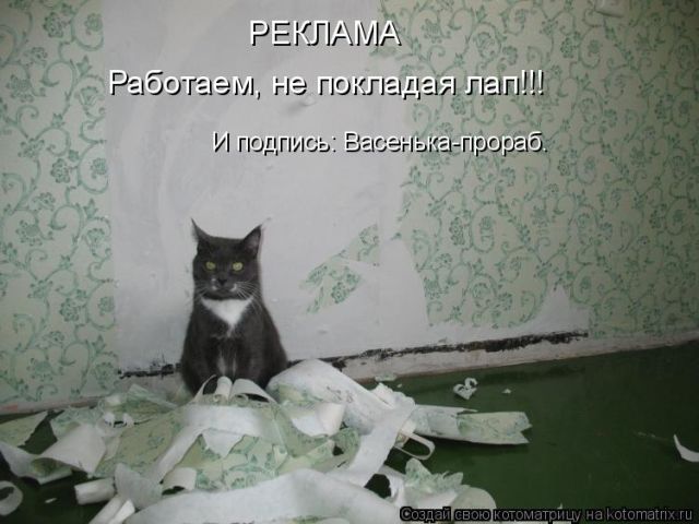 Лучшие котоматрицы недели