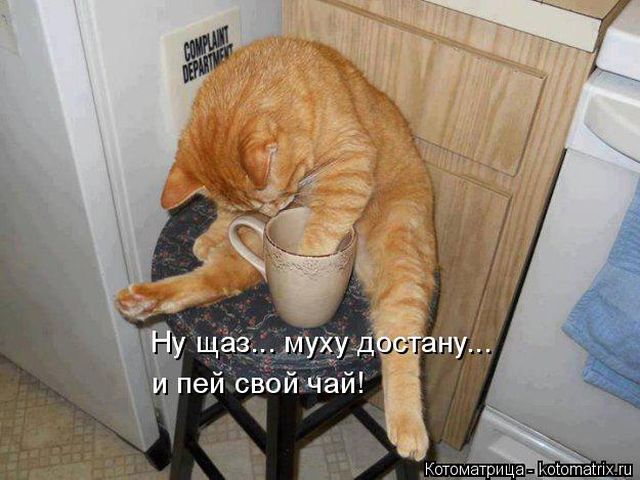 Лучшие котоматрицы недели