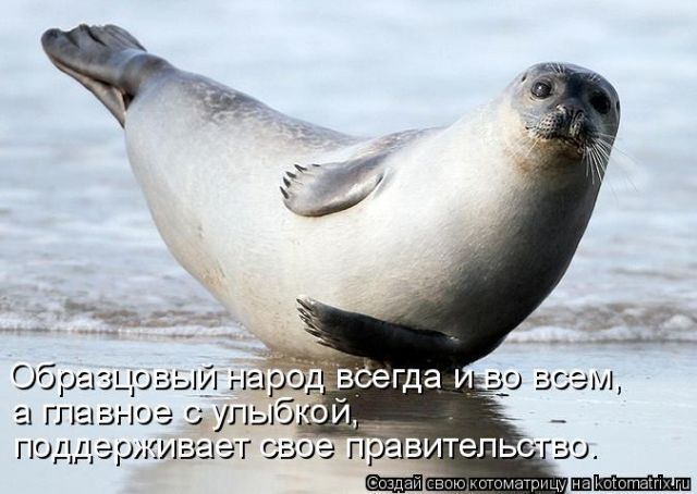 Лучшие котоматрицы недели