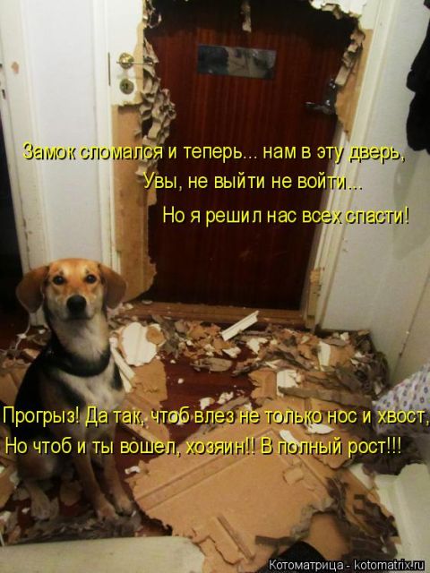 Лучшие котоматрицы недели