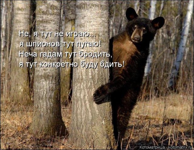 Лучшие котоматрицы недели