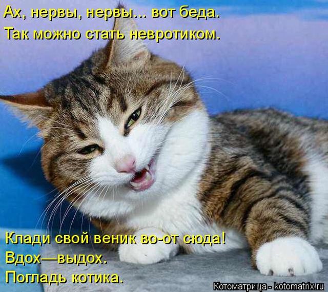 Лучшие котоматрицы недели