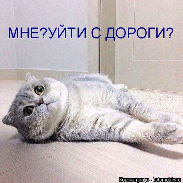 Лучшие котоматрицы недели