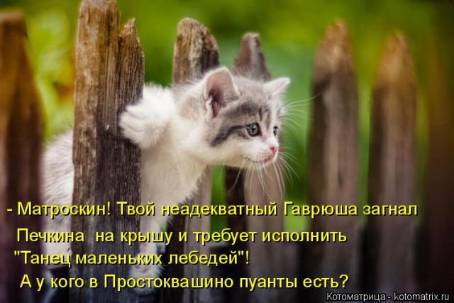 Лучшие котоматрицы недели
