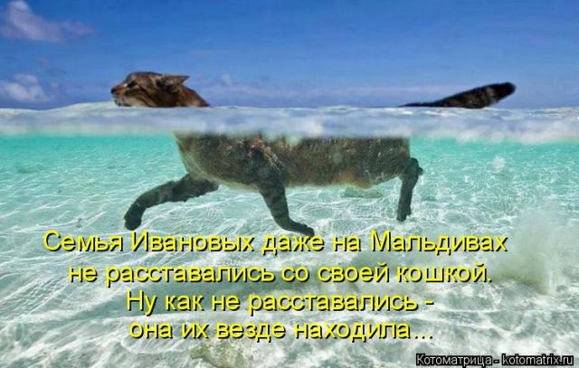 Лучшие котоматрицы недели