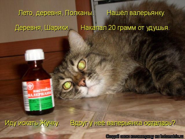 Лучшие котоматрицы недели