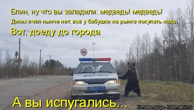 Лучшие котоматрицы недели