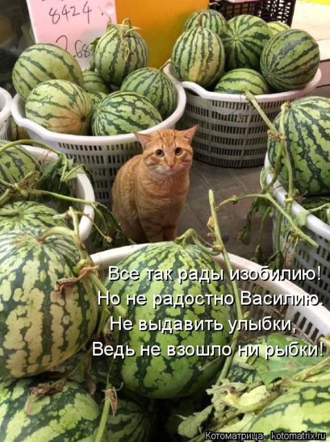 Лучшие котоматрицы недели