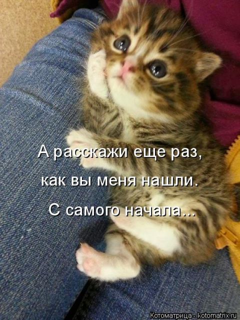 Лучшие котоматрицы недели