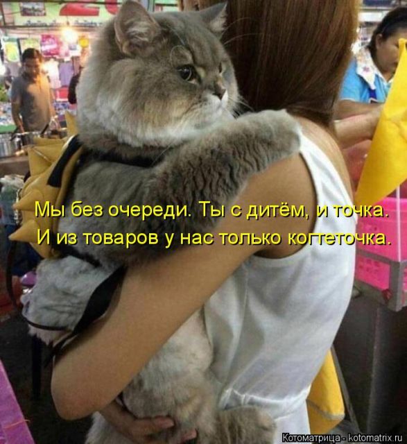 Лучшие котоматрицы недели