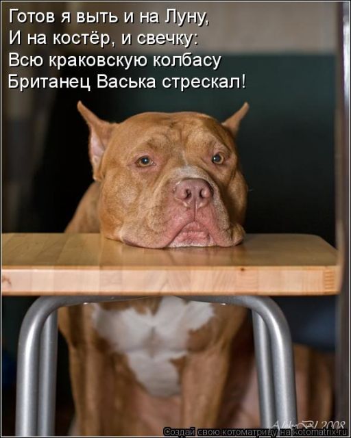 Лучшие котоматрицы недели