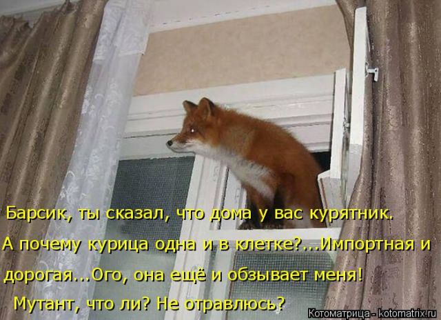 Лучшие котоматрицы недели