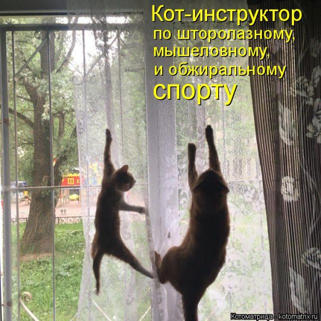 Лучшие котоматрицы недели